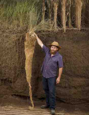 The roots of the perennial grain crop Kernza (left).Photo by Jim Richardson and courtesy of Patagonia Provisions.